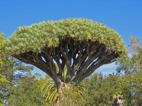 Unusual Tree in Santa Barbara California